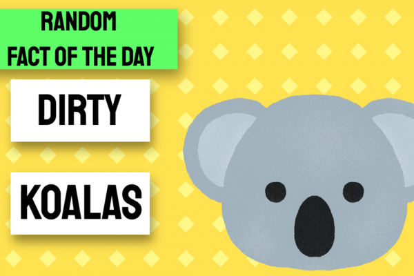 Template 4079195 Random Fact of the Day: Koala Bears Template 4079195 Random Fact of the Day: Koala Bears
