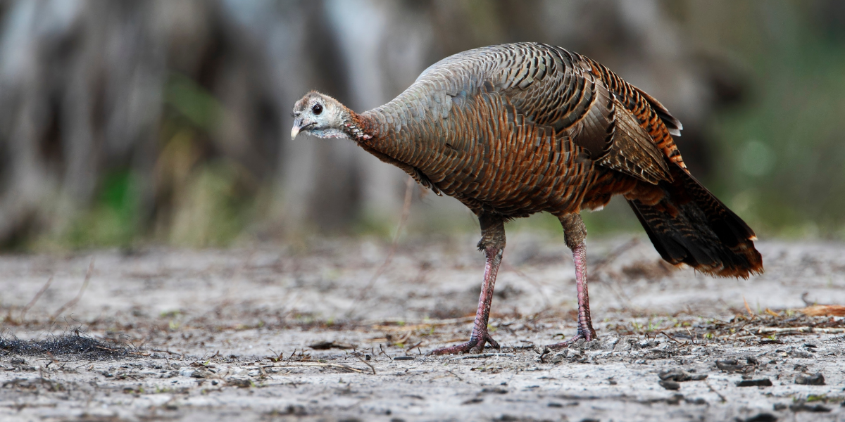 Wild Turkeys at Myakka State Park in Florida
