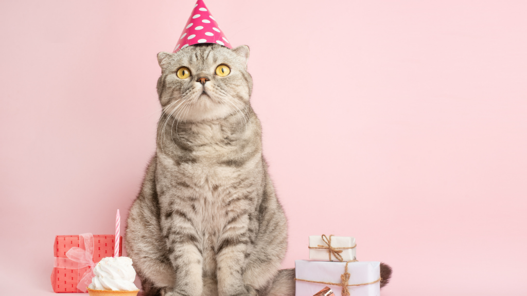 Funny Cats Life Videos the Funniest Cats Try not to Laugh