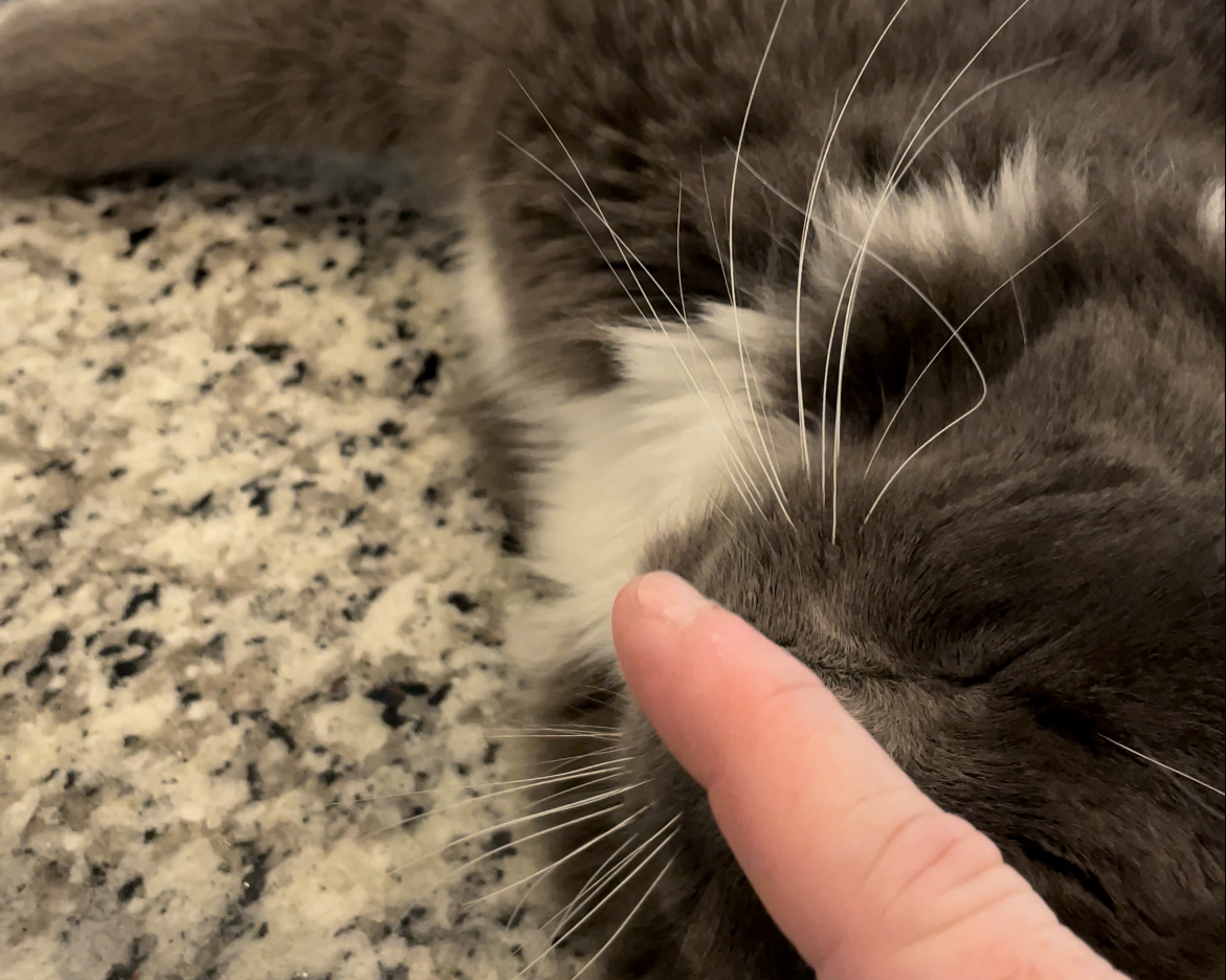 Boop the Noot on Claude the Cat