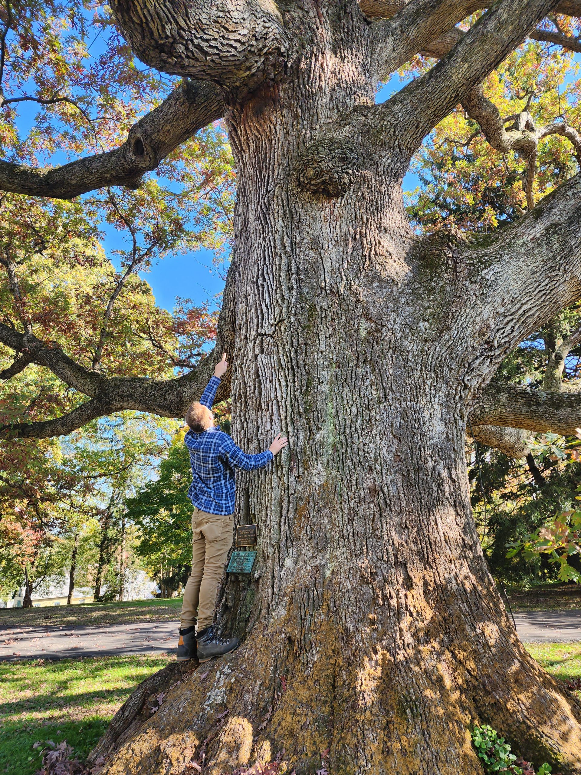 Giant Tree Falling Tree removal in Malvern PA