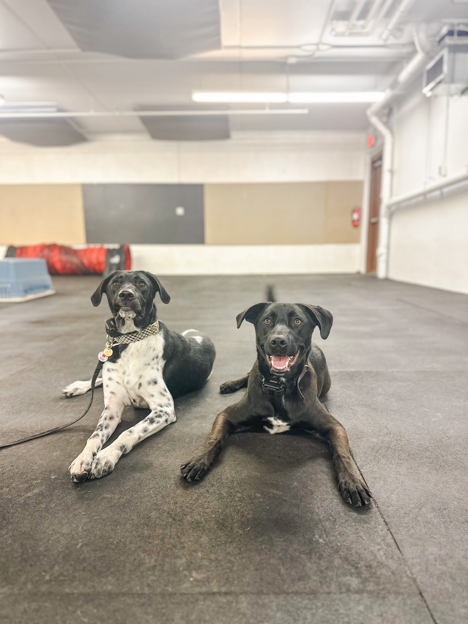 Fetch Happens K9: The Premier Dog Training Service You Can Trust